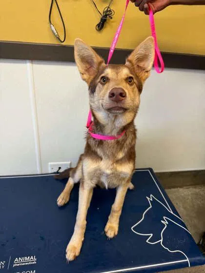 A young medium-sized male Siberian Husky dog named Timothy for adoption in Bowling Green, KY