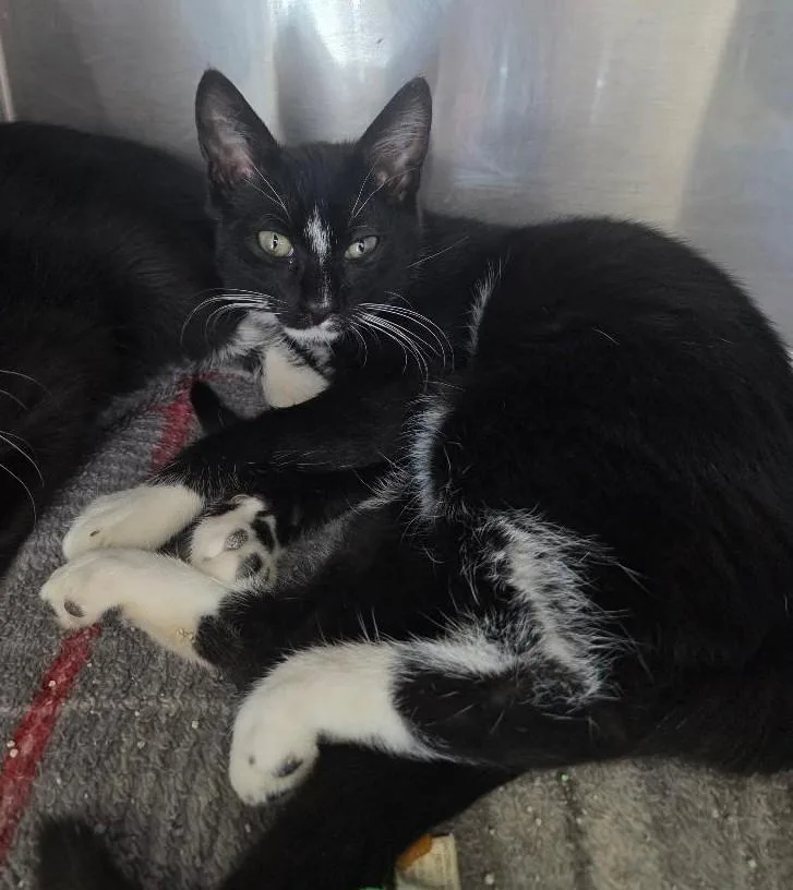 A baby medium-sized male Black Domestic Short Hair cat named Ginger Ale for adoption in East Brunswick, NJ