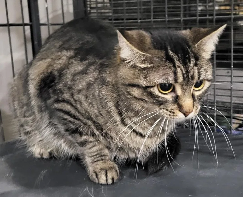 A young medium-sized female Domestic Short Hair cat named Wilhelmina for adoption in St. Louis, MO