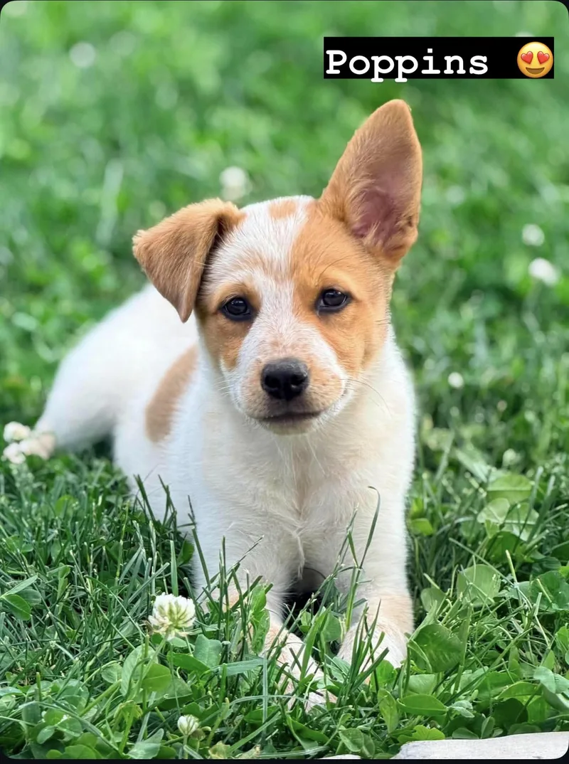 A baby medium-sized female Cattle Dog dog named Poppins for adoption in Salt Lake City, UT