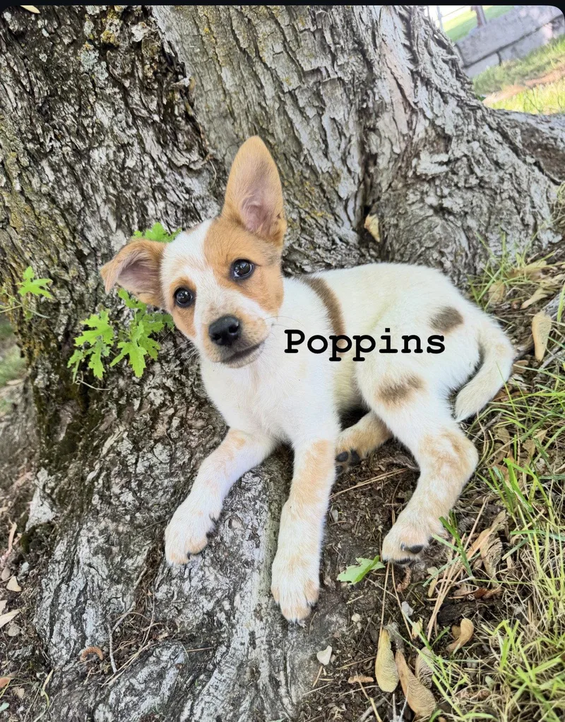 Poppins thumbnail 2