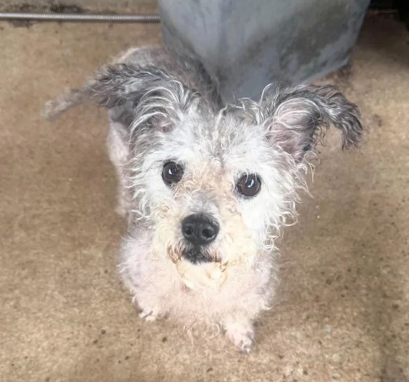 A senior small-sized female Poodle dog named Tilly for adoption in Shawnee, OK