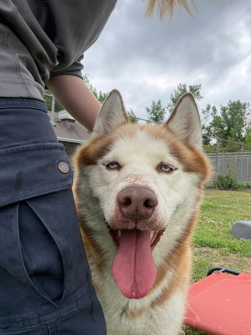 A young large-sized female Red / Chestnut / Orange Siberian Husky dog named Reese for adoption in Cranston, RI