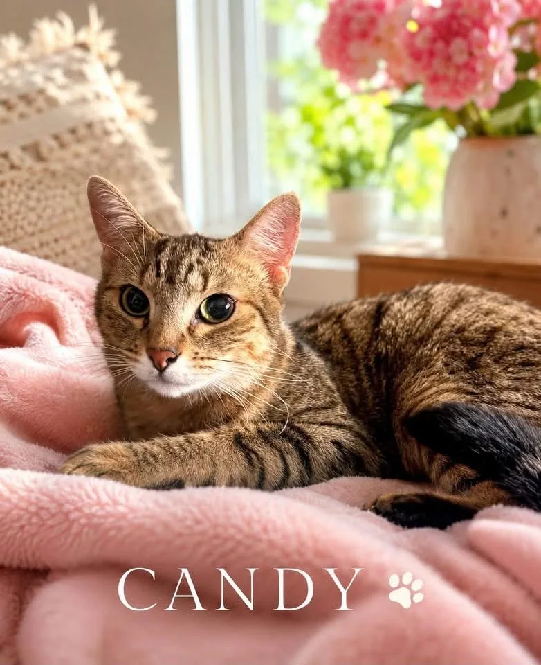 A young large-sized female Tabby (Brown / Chocolate) Domestic Short Hair cat named Candy for adoption in Allen, TX