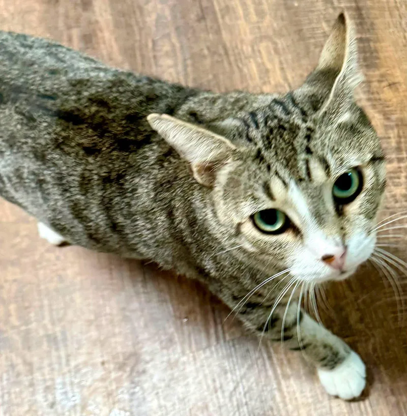 An adult medium-sized male Domestic Short Hair cat named Smallsy for adoption in Bolivia, NC