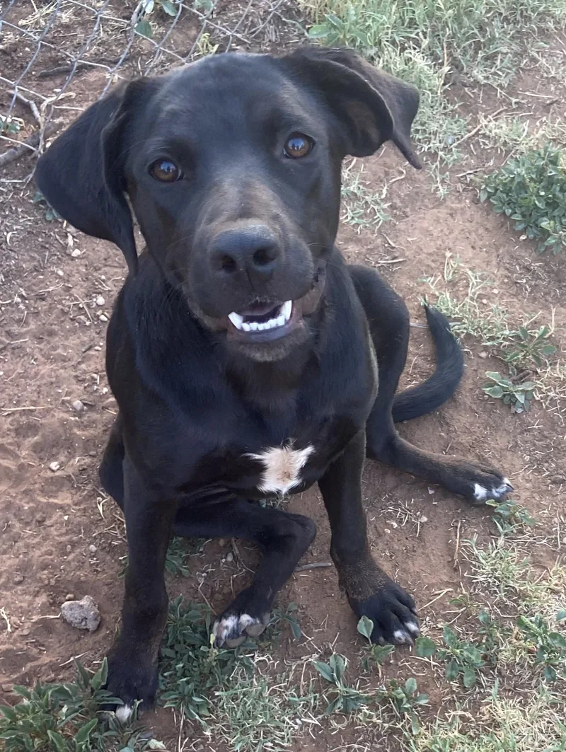 A young medium-sized female Black Labrador Retriever dog named Kala for adoption in Snyder, TX