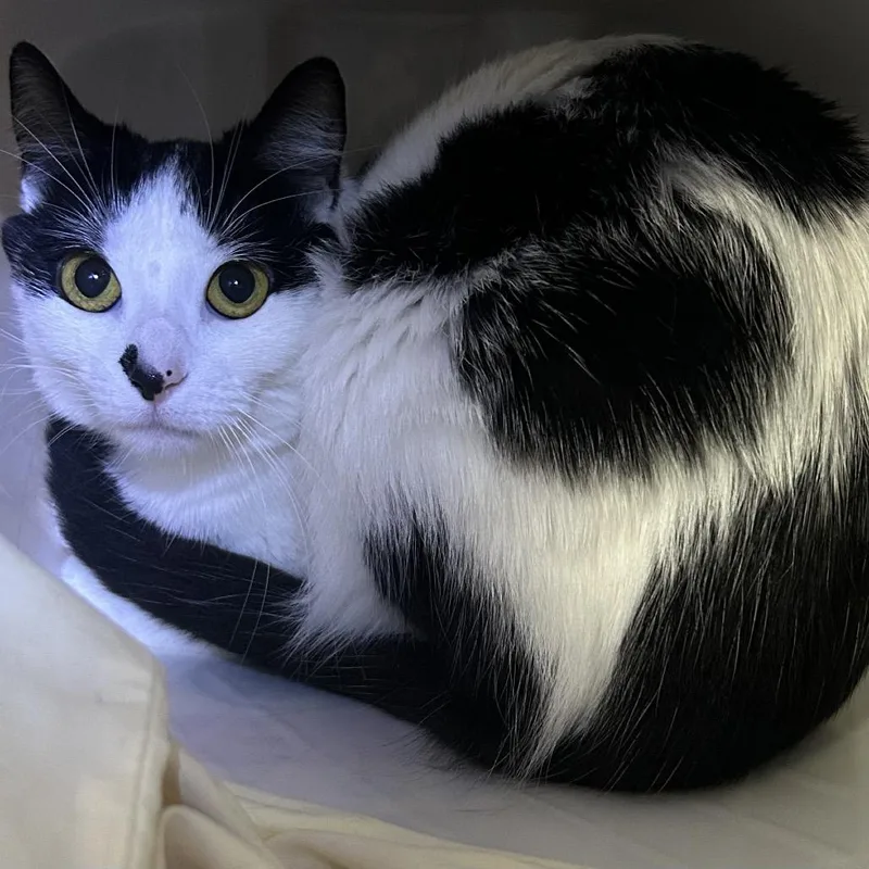 Oreo