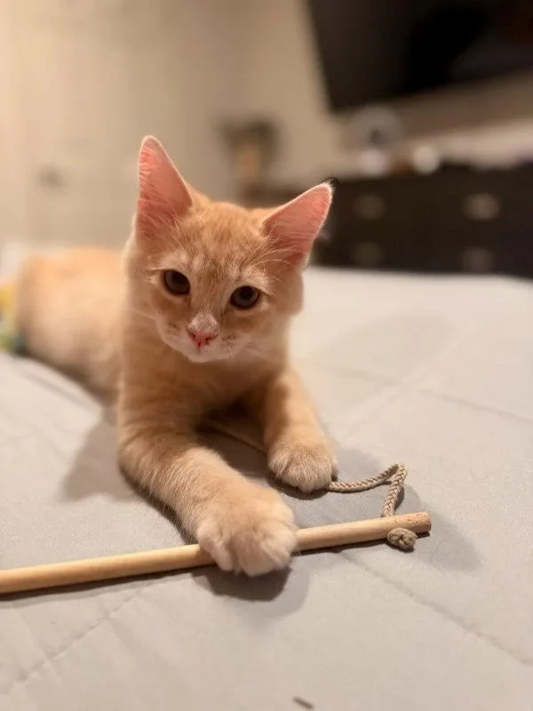 A baby small-sized male Domestic Short Hair cat named Cayenne for adoption in Bonsall, CA