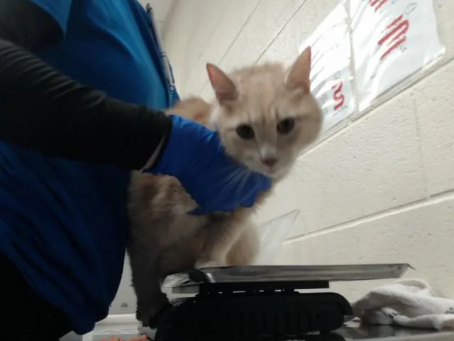 An adult small-sized male Domestic Short Hair cat named Pooh for adoption in Fayetteville, NC
