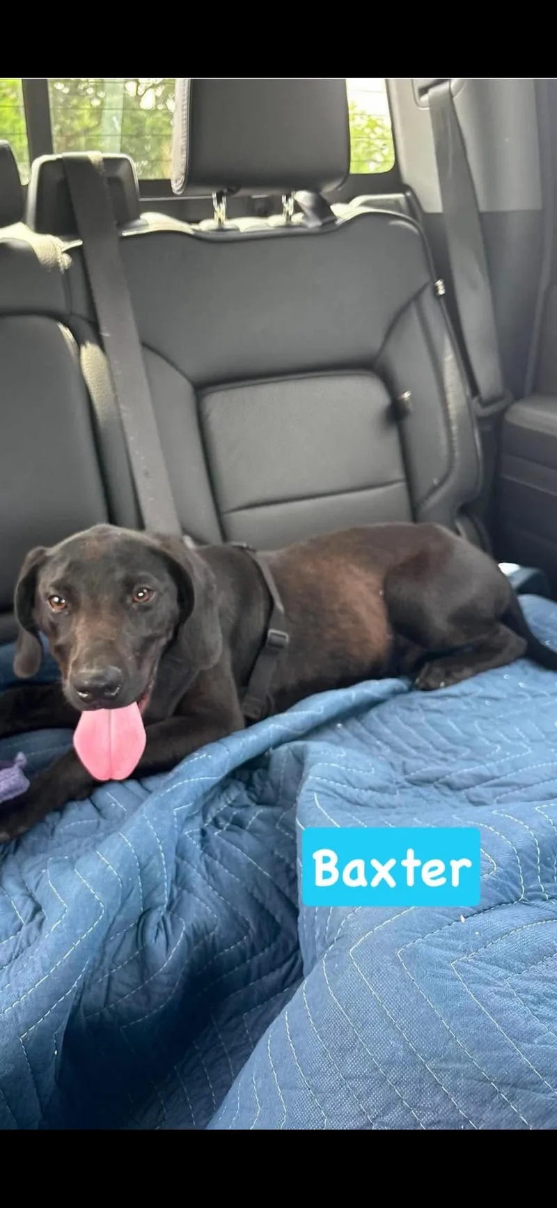 A baby medium-sized male Black Labrador Retriever dog named Baxter for adoption in seaside heights, NJ