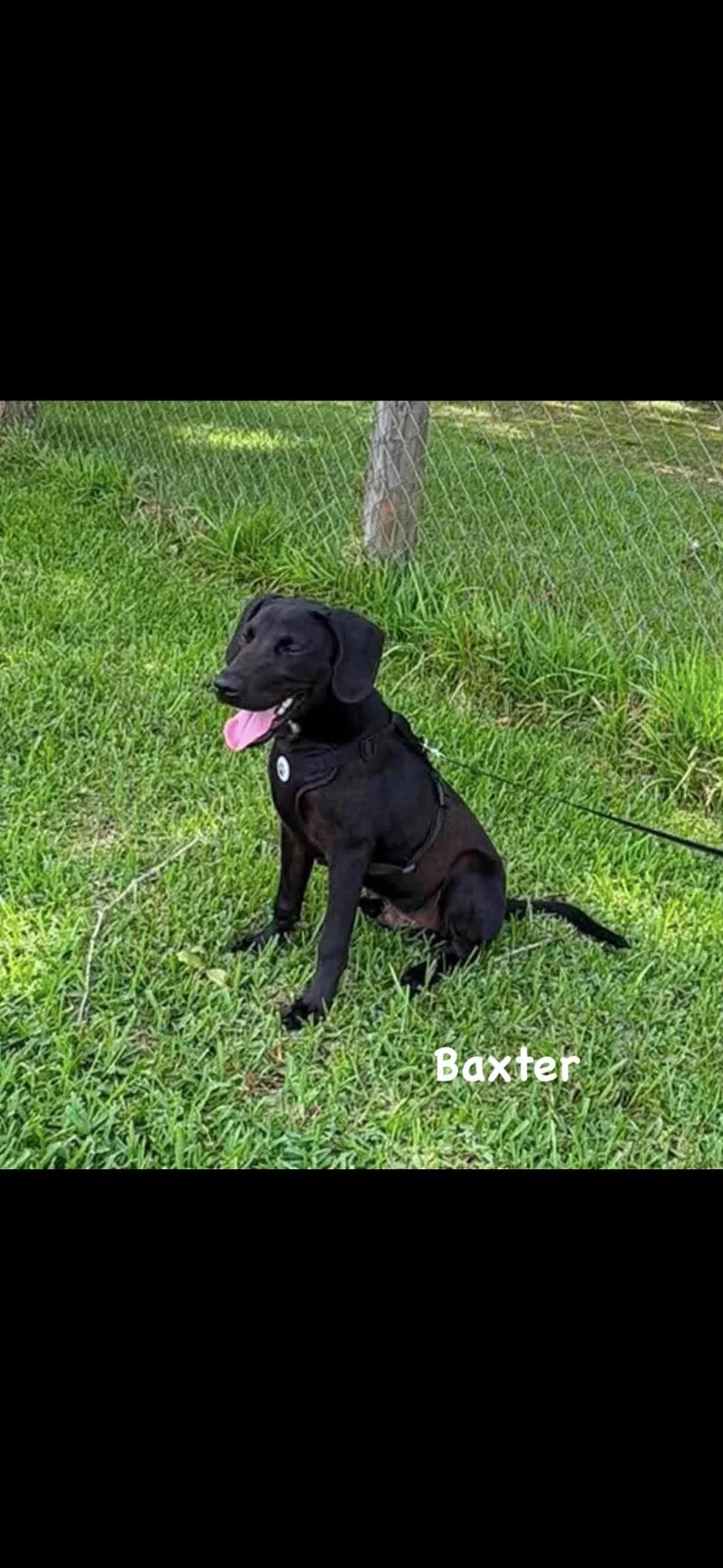 Baxter thumbnail 2