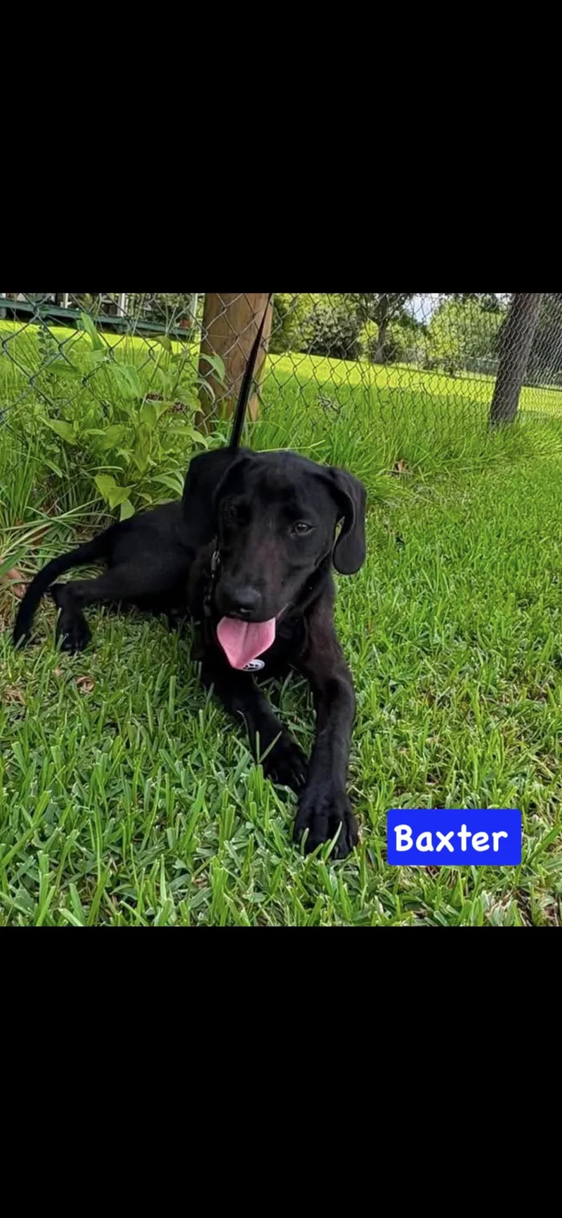 Baxter thumbnail 3