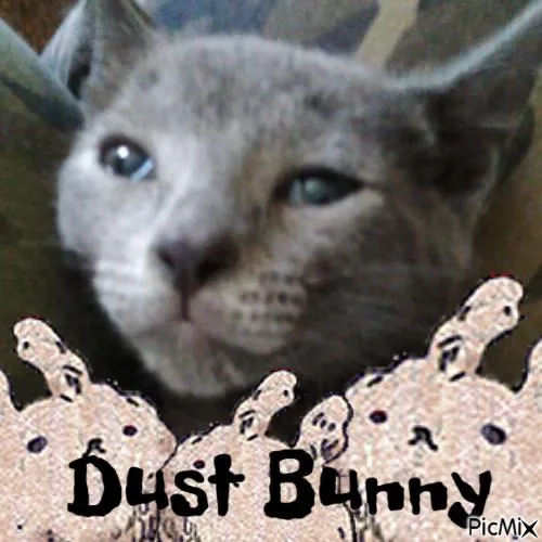 A baby small-sized female Domestic Short Hair cat named Dust Bunny for adoption in Ocala, FL