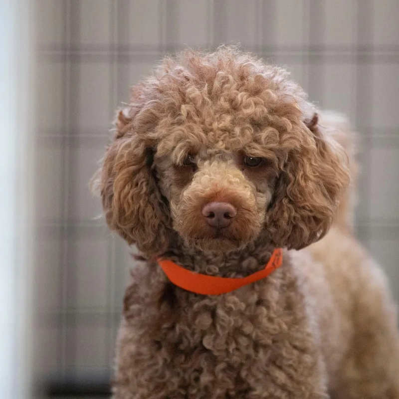 An adult small-sized male Miniature Poodle dog named Axel for adoption in Peyton, CO