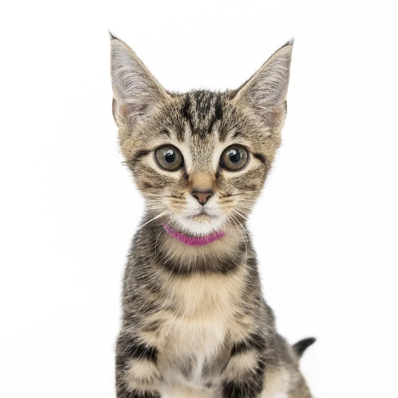 A baby small-sized female Brown / Chocolate Domestic Short Hair cat named Sliver of Sunshine for adoption in Franklin, TN