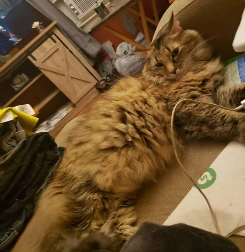 A senior medium-sized female Maine Coon cat named Molly for adoption in Alexander, AR