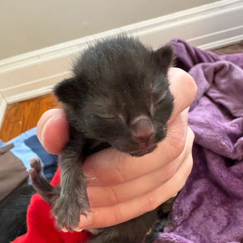 A baby small-sized female Black Domestic Short Hair cat named Pond for adoption in Mount Juliet, TN