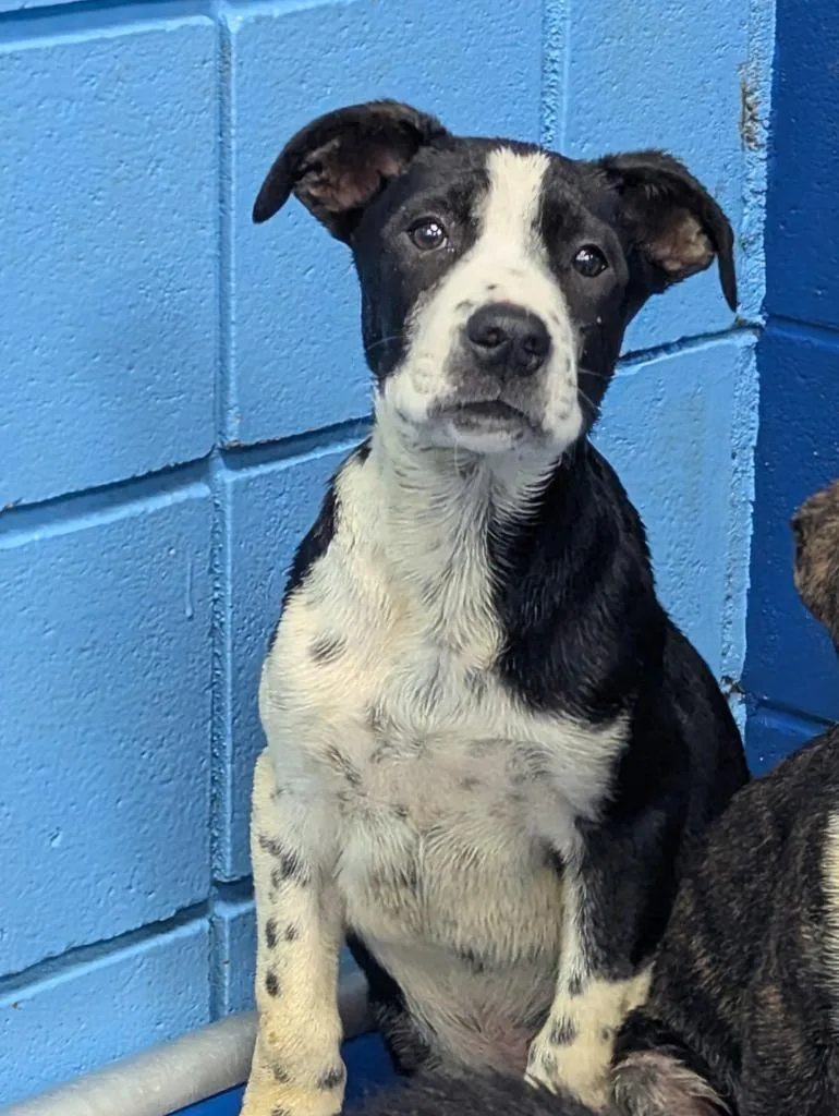 A baby medium-sized male Labrador Retriever dog named Fortune for adoption in Hartsville, SC