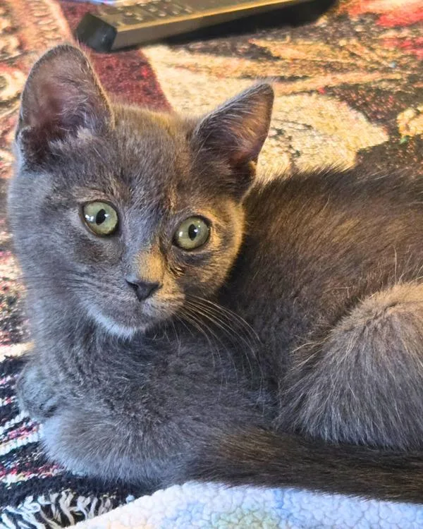 A baby small-sized female Domestic Short Hair cat named Nina for adoption in Novato, CA