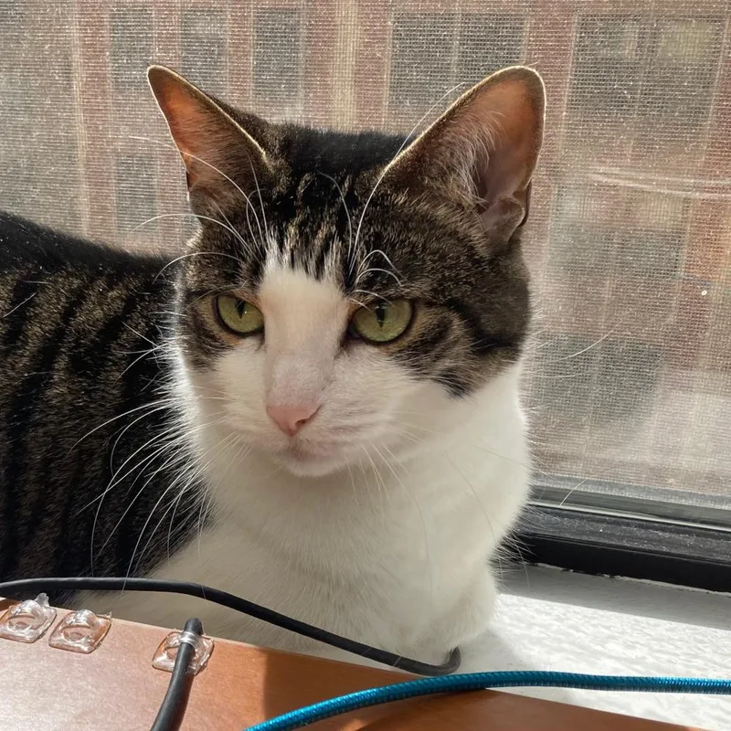 A senior large-sized female Gray / Blue / Silver Domestic Short Hair cat named Priscilla for adoption in Naperville, IL