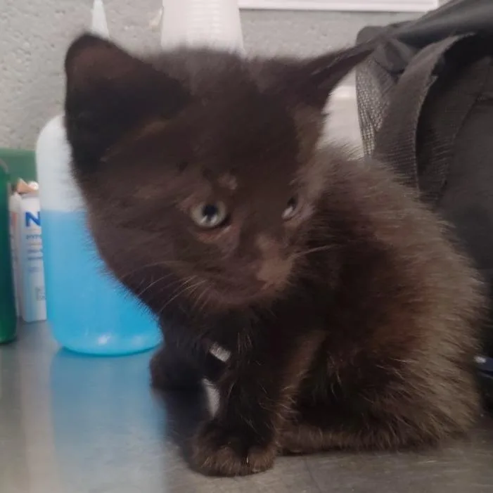 A baby small-sized male Black Domestic Short Hair cat named Gouda for adoption in Allentown, PA