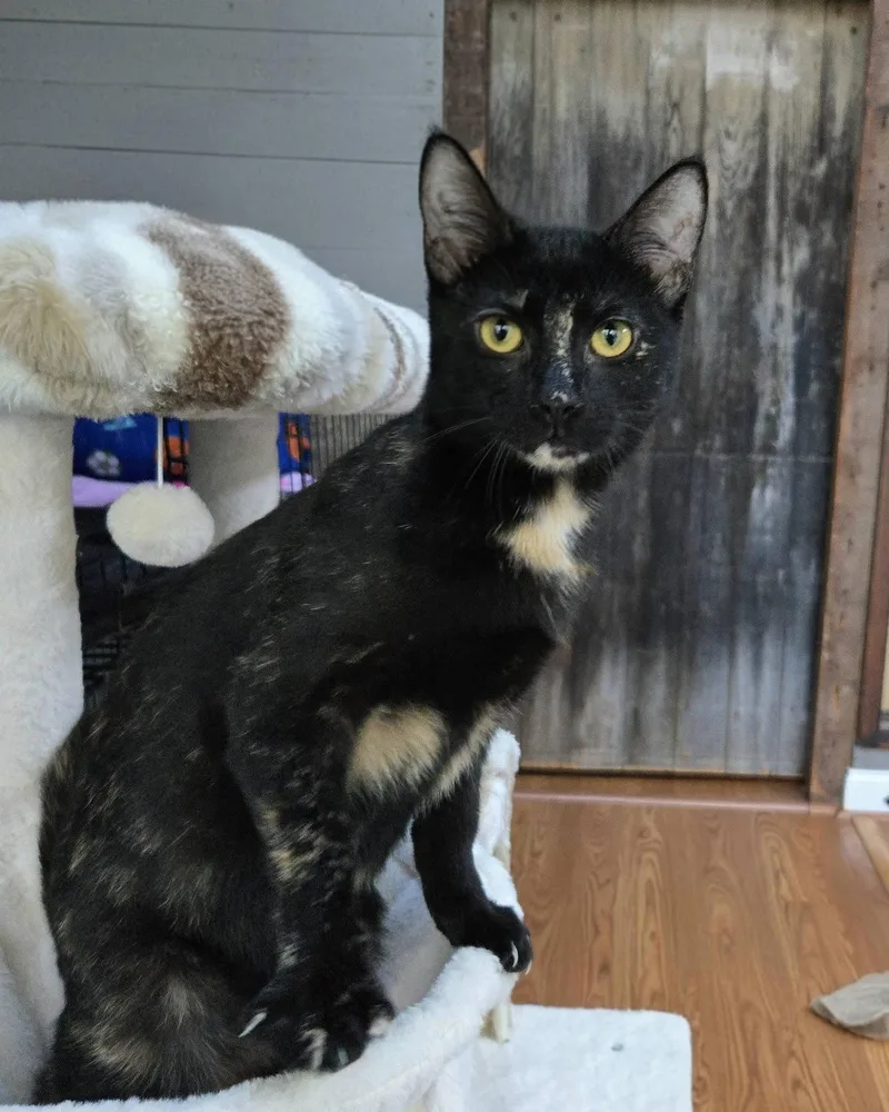 A baby small-sized female Domestic Short Hair cat named Trudy for adoption in Rochester, NY