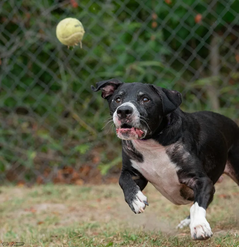 An adult medium-sized male Mixed Breed dog named Jameson for adoption in BONIFAY, FL