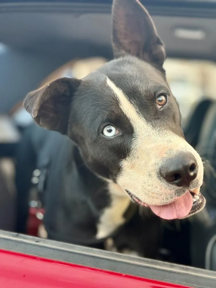 A young medium-sized male Husky dog named Juniper for adoption in TUCSON, AZ