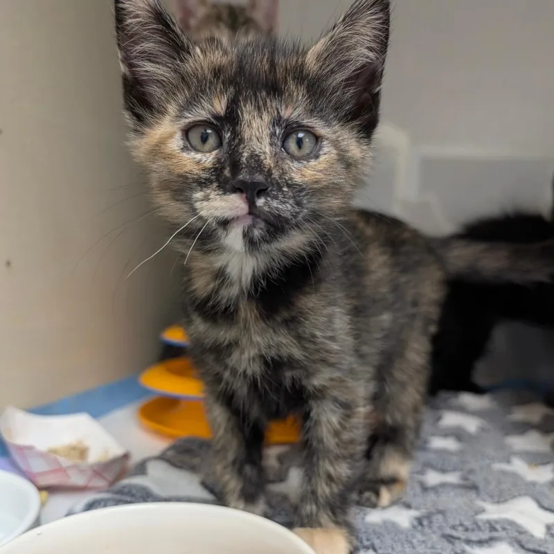 A baby small-sized female Tortoiseshell Domestic Medium Hair cat named Nova for adoption in Sunnyvale, CA