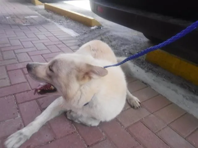 An adult medium-sized male Siberian Husky dog named Atlas for adoption in Miami, FL