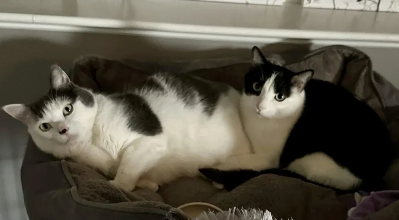 An adult small-sized male Black & White / Tuxedo Domestic Short Hair cat named Louie C & Vinnie for adoption in minneapolis, MN