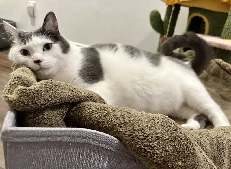 Louie C & Vinnie thumbnail 2