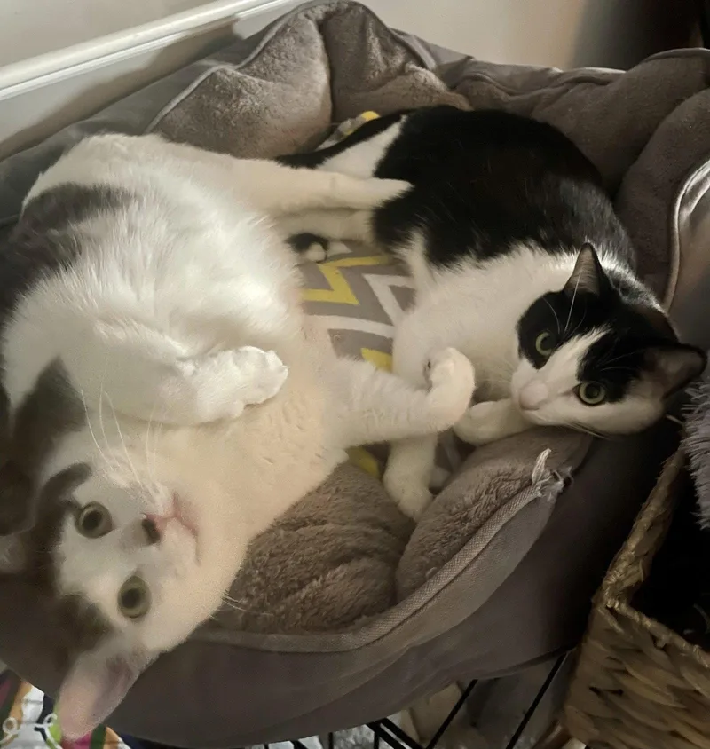 Louie C & Vinnie thumbnail 3