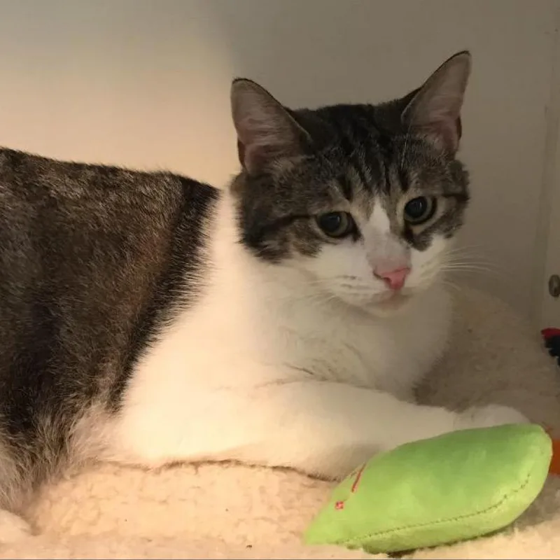 A senior large-sized male Gray / Blue / Silver Domestic Short Hair cat named Bob for adoption in Oyster Bay, NY