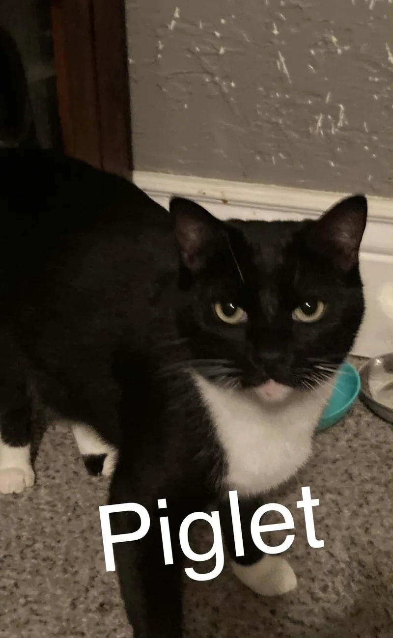 An adult medium-sized female Domestic Short Hair cat named Piglet for adoption in Price, UT