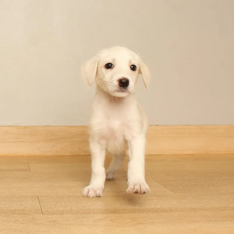 A baby medium-sized male White / Cream Airedale Terrier dog named Kermit D for adoption in Minnetonka, MN