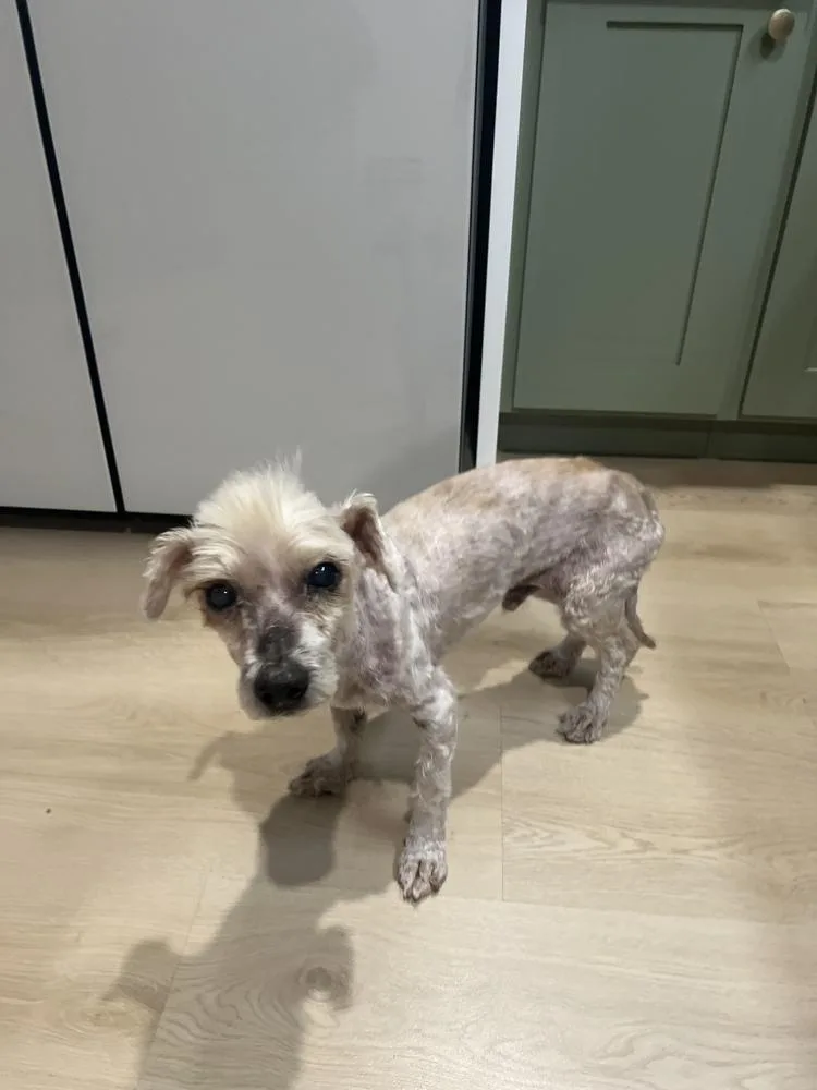 A senior small-sized male White / Cream Poodle dog named Toby for adoption in ventura, CA