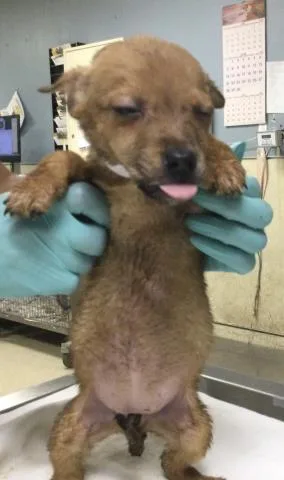 A baby small-sized female Terrier dog named Bella for adoption in Riverside, CA