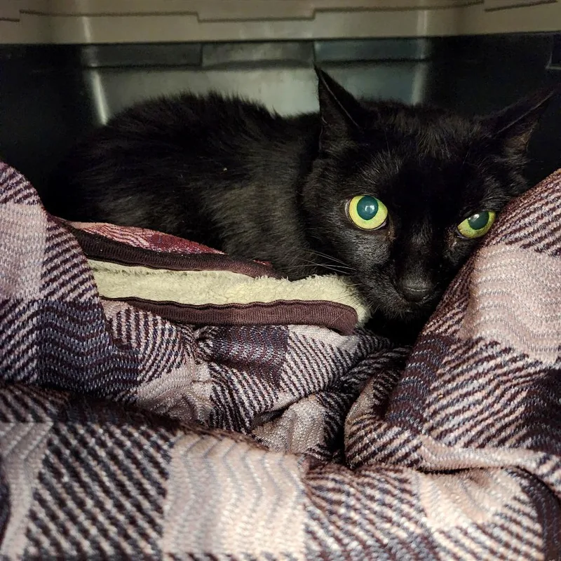 A senior medium-sized male Black Domestic Short Hair cat named Artemis for adoption in Naples, FL