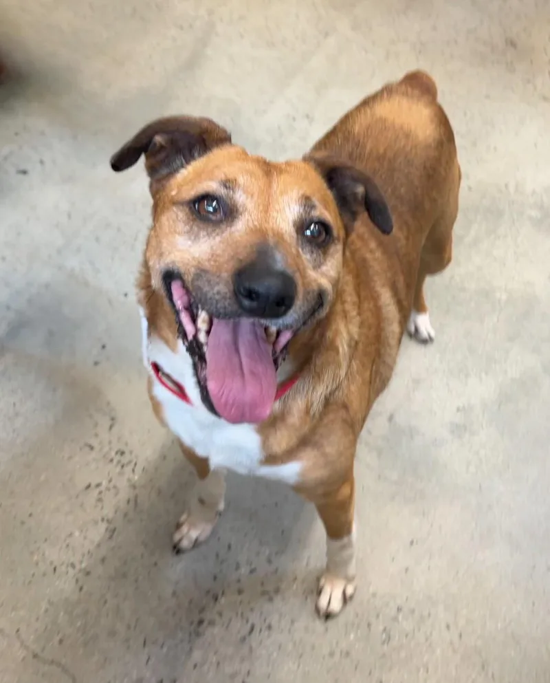 An adult medium-sized female Golden Feist dog named Mia for adoption in New Rochelle, NY