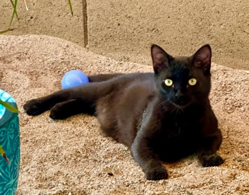 A young medium-sized male Domestic Short Hair cat named Wolfgang for adoption in Phoenix, AZ