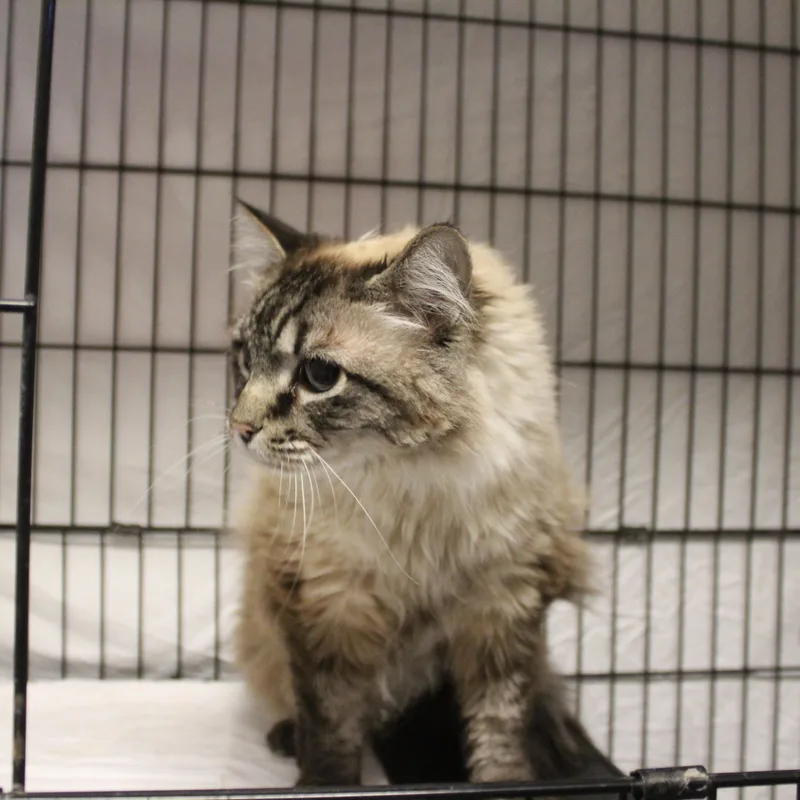 An adult medium-sized female Seal Point Siamese cat named Ashley for adoption in Yucca Valley, CA