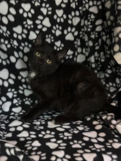 A baby medium-sized male Black Domestic Short Hair cat named 7012 (Bear) for adoption in Lake City, MI