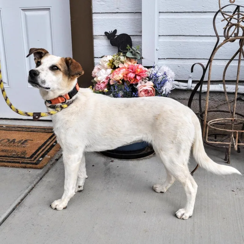 A young medium-sized female White / Cream Mixed Breed dog named Juni for adoption in Prescott, AZ