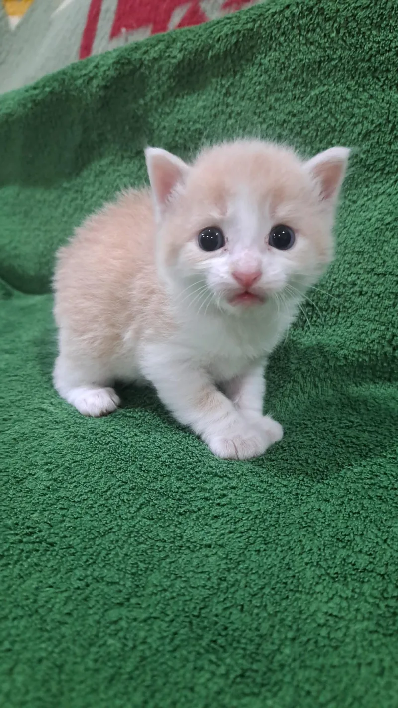 A baby small-sized male Domestic Short Hair cat named Rusty for adoption in Dixon, CA