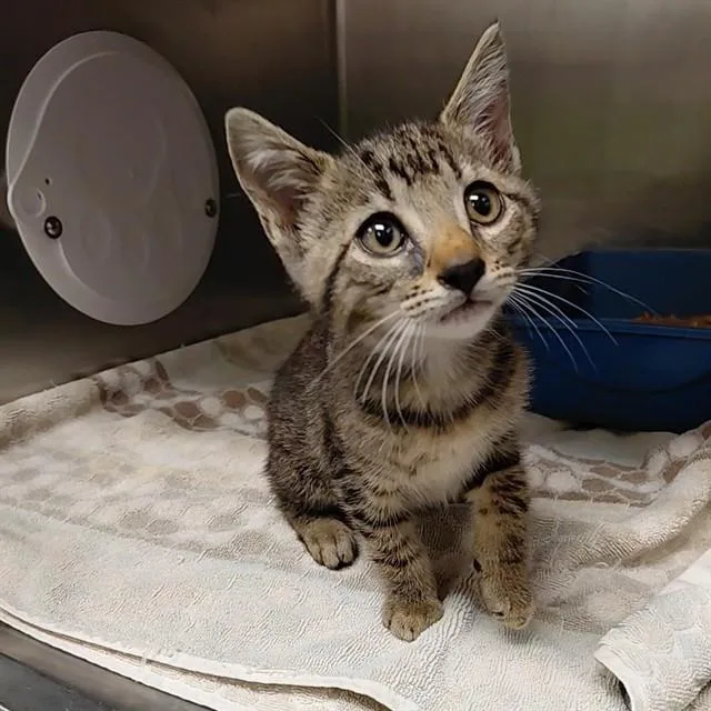 A baby small-sized female Domestic Short Hair cat named Aleya for adoption in Huntsville, AL