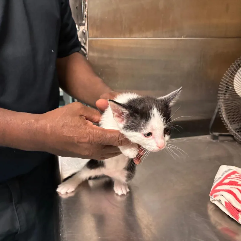 A baby small-sized female Domestic Short Hair cat named Tam for adoption in Memphis, TN