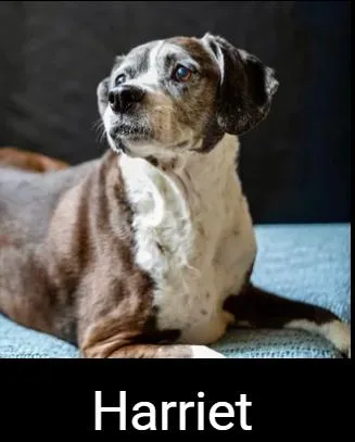A senior medium-sized female Brown / Chocolate Beagle dog named Harriet for adoption in Lafayette, CA