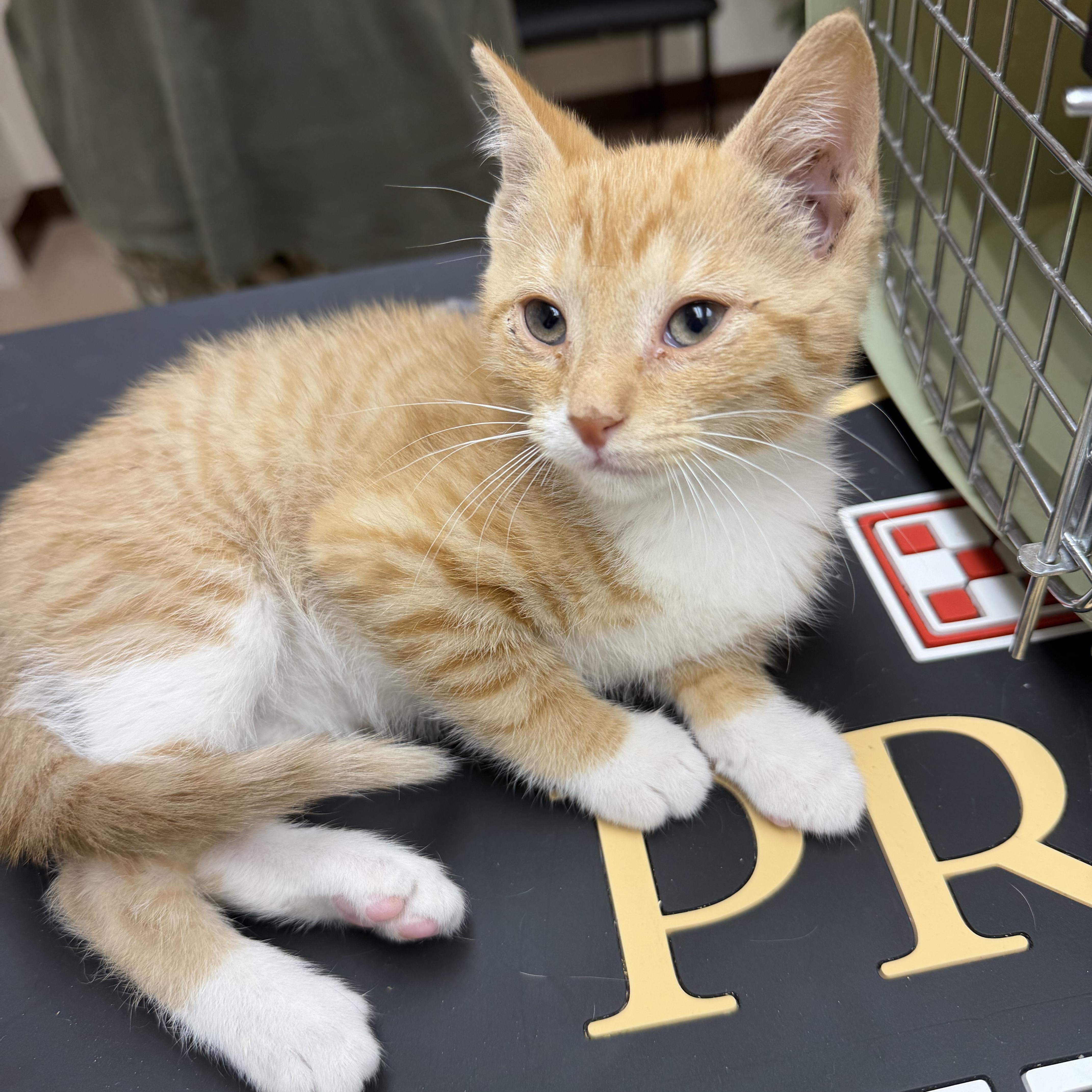 A baby small-sized male Domestic Short Hair cat named Oliver for adoption in Williamsville, NY