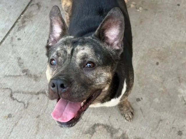 An adult large-sized female Pit Bull Terrier dog named Isis for adoption in Tulsa, OK
